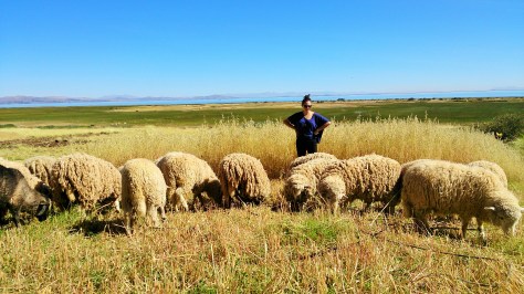 These are my bitches, they belong to me