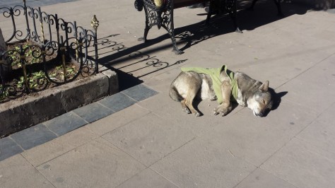 Napping in the sun wearing Vicente's old t-shirt (probably)