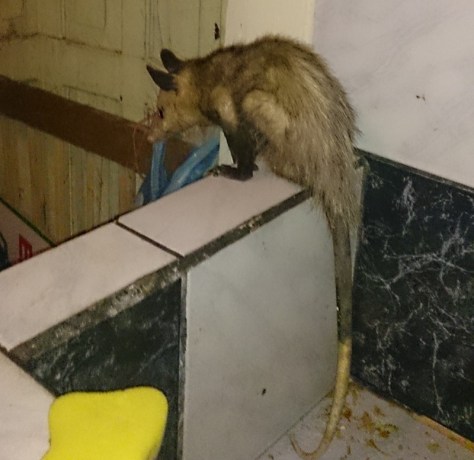 Can I keep him mum? Can I??