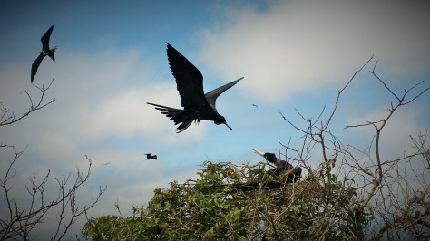 The frigate bird keeps its shrivelled ballsack handily placed on the underside of its neck