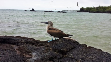 The Blue Footed Boobie - mascot of the Galap