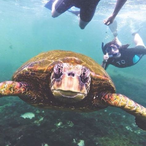 The look on this turtle's face gets me every time. Courtesy of Mermaid Mon and Chief Photographer Dicklegs www.mumwearefine.com