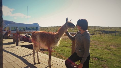 This very friendly guanaco (Patagonia version of a llama) thought it was a dog. It made me feel happier.